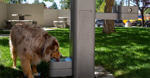 Haws 3600 Series Pet Fountain Combo