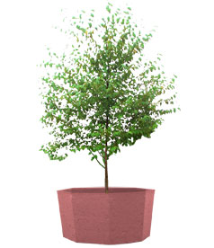 Large Concrete Planter