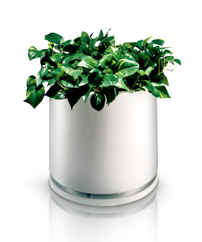 White Flower Planter and Dish