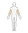 Back Target Muscles