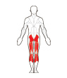Back Target Muscles