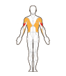 Back Target Muscles