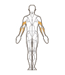 Back Target Muscles