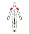 Back Target Muscles