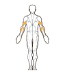 Back Target Muscles