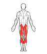 Front and Back Target Muscles