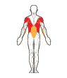 Back Target Muscles