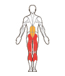 Front and Back Target Muscles