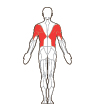 Front and Back Target Muscles
