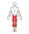 Back Target Muscles
