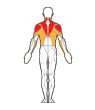 Front and Back Target Muscles