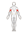Front and Back Target Muscles