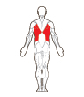 Back Target Muscles