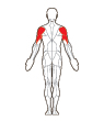 Front and Back Target Muscles