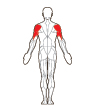Front and Back Target Muscles