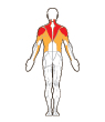 Front and Back Target Muscles