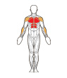 Front Target Muscles