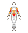 Front Target Muscles