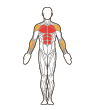 Front Target Muscles