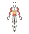 Front and Back Target Muscles