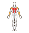 Front Target Muscles