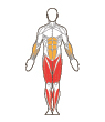 Front and Back Target Muscles