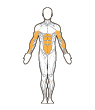 Front Target Muscles