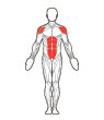 Front and Back Target Muscles