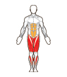 Front Target Muscles