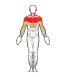 Front and Back Target Muscles