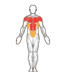 Front and Back Target Muscles