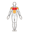 Front and Back Target Muscles