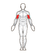Front Target Muscles