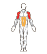 Front and Back Target Muscles
