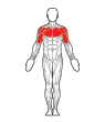 Front and Back Target Muscles