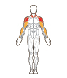 Front and Back Target Muscles