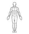 Front Target Muscles