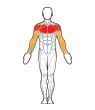 Front and Back Target Muscles